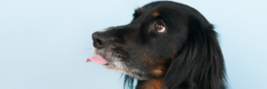 Licking is a great way for dogs to relax when stressed by moving or downsizing.