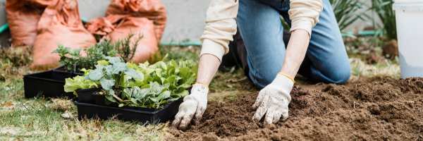 Person in gardening gloves planting seedlings in soil with trays of young plants nearby.
