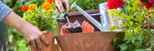 Gardening is a rewarding hobby that promotes wellbeing.