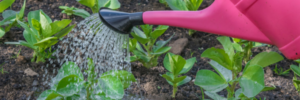 Watering and plant sunlight requirements are important to learn while gardening.