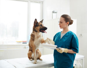Veterinarian examining a dog's paw.