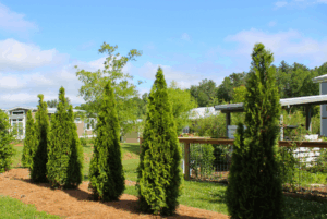 The Hamlet landscaping and privacy landscaping