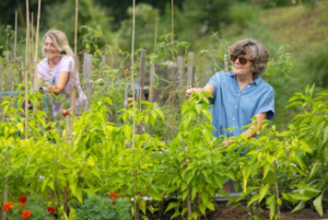 Residents caring for the community vegetable garden at Simple Life.