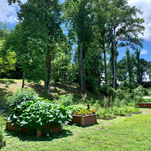 Vegetable gardens in North Carolina community
