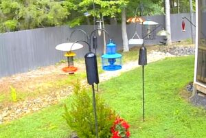 beautiful yard