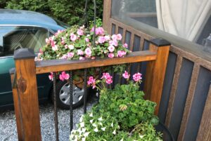 potted blooms on the deck