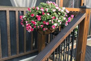 beautiful flowers on the deck