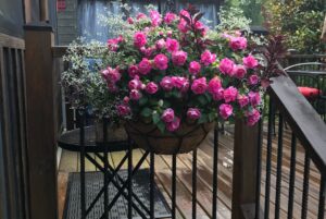 flowers shown on the deck