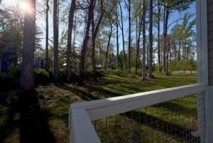 Sunlight filters through tall trees onto a grassy yard at 106 Meandering Lane, viewed from a porch with a white railing.