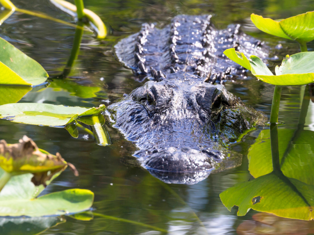 Moving to Florida - The Floridien Alligator  