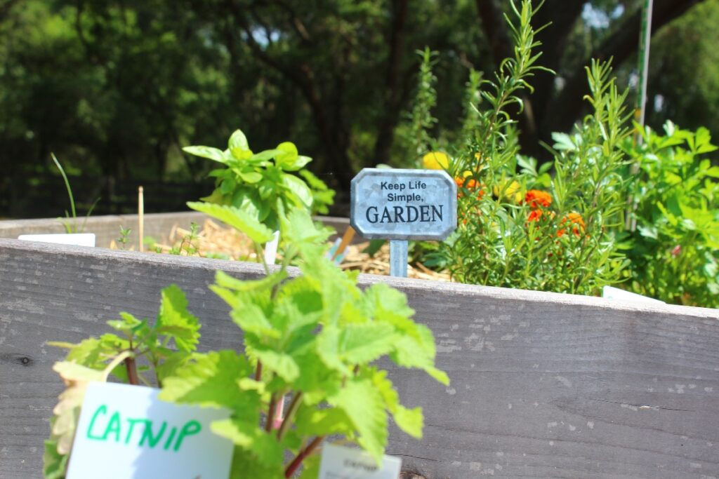 Herb garden box at Lakeshore, accented by catnip, rosemary, and much more.