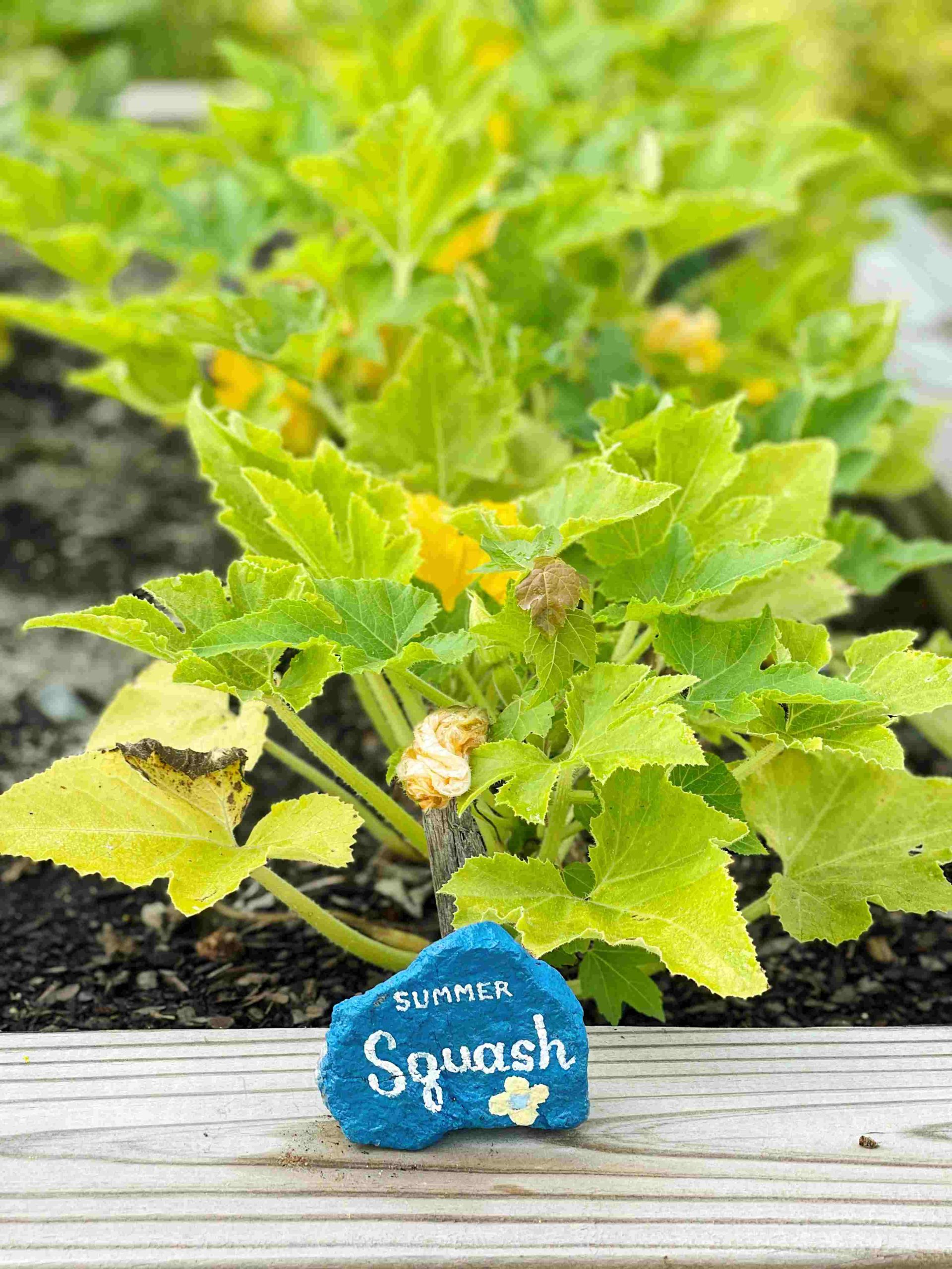 gardening tips for senior - Summer-squash-scaled