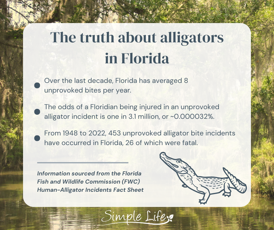 Moving to Florida : The Truth about Alligator in Florida