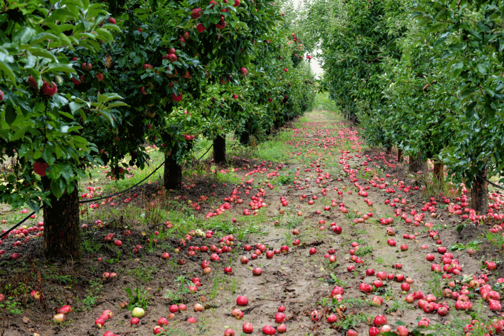 Apple orchards are abundant in North Carolina, with harvest season starting in September.